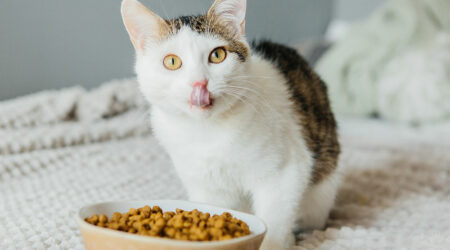 Benefits of wet and dry cat foods