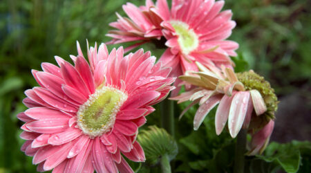 Birth month flowers and their meaning