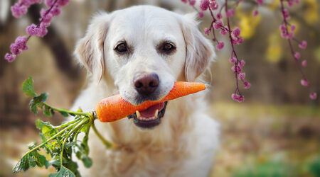 Human foods that are best for dog health