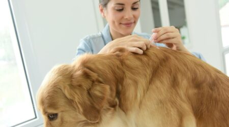 Home remedies for dog allergies