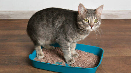 How to solve cat litter box problems