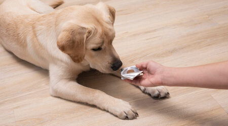 Preventing and Treating Dog Fleas