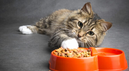 Top 10 Cat Food Deals to Consider on Black Friday 2023