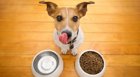 10 Best Black Friday Dog Food Deals to Expect in 2023