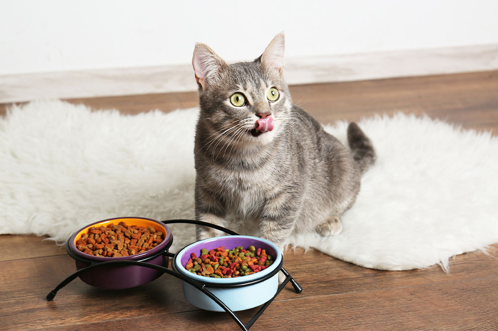 10 Black Friday 2022 cat food deals to look out for