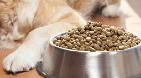 10 Dog Food Deals to Expect During Black Friday 2023