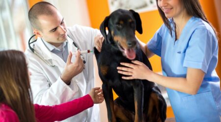 5 heartworm prevention medicines for dogs