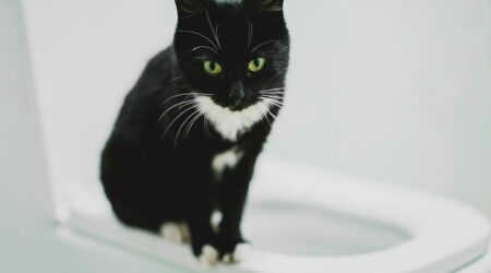 5 simple ways to toilet train a cat