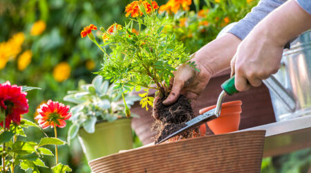 6 common gardening mistakes to avoid for a lush garden