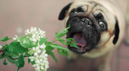 6 plants that are toxic to dogs