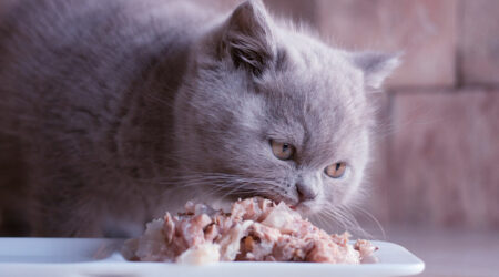 7 human foods that cats can have