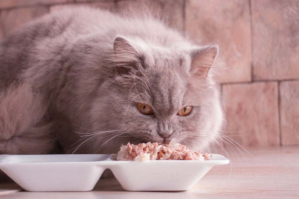 7 human foods that even cats can safely enjoy