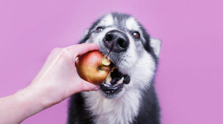 7 safe home foods for dogs to enjoy