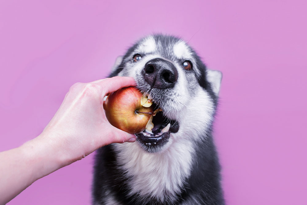 7 safe home foods for dogs to enjoy